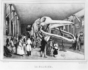 La ballena en el Museo de Historia Natural en París, c.1840 de Victor Adam