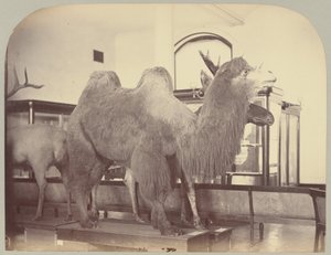 Pl. VIII. Camello y alce
