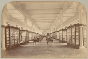 Pl. V. Piso superior: Fósiles de Victor Prevost, Gaston L. Feuardent and Co., New York