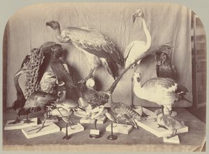 Pl. XIII. Pájaros
