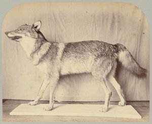 Pl. XII. Lobo Europeo de Victor Prevost, Gaston L. Feuardent and Co., New York