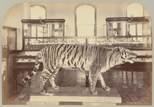 Pl. XI. Tigre de Bengala