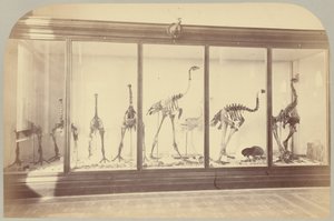 Pl. XV. Aves Fósiles: Nueva Zelanda de Victor Prevost, Gaston L. Feuardent and Co., New York