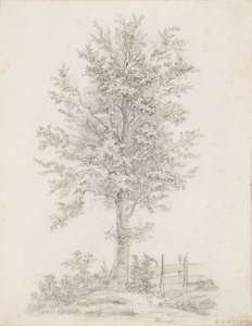 Árbol de hoja ancha