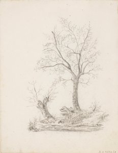 Árboles