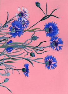 Acianos azules sobre rosa