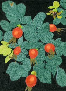 Escaramujo botánico de Viktoriia Saunina