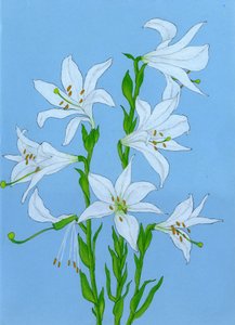 Elegantes lirios blancos