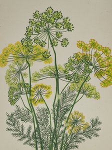 Eneldo amarillo fresco