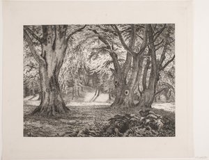 El interior de un bosque