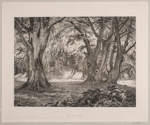 El interior de un bosque