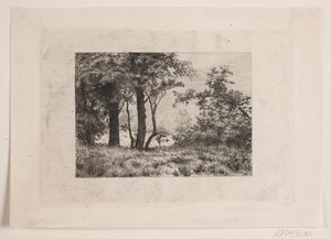 Robles en el borde de un bosque