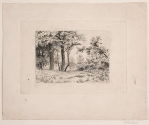 Robles en el borde de un bosque