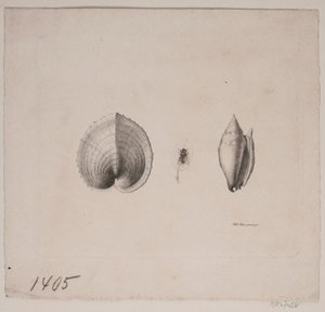 Dos Conchas y una Mosca