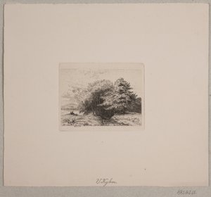 Borde de un bosque
