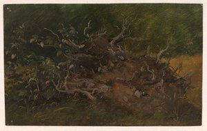 Estudio de un tocón de árbol