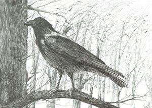 Pájaro, 2011