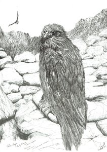 Águilas de las Tierras Altas, 2011 de Vincent Alexander Booth