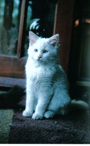 Gatito de hielo, 2006 de Vincent Alexander Booth