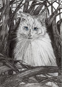 Monty en la jungla, 2015 de Vincent Alexander Booth