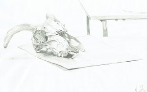 Calavera de Vincent Alexander Booth