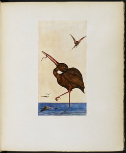 The Brown Willy, de "The Google Book" de Vincent Cartwright Vickers de Vincent Cartwright Vickers