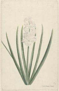 Jacinto blanco de Vincent Jansz. van der Vinne