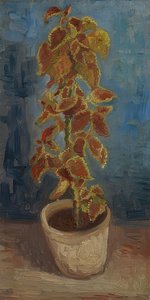Maceta con cóleos de Vincent van Gogh