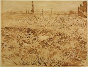 Campo de trigo