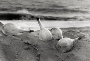 "Copas en la playa" de Vincenzo Balocchi