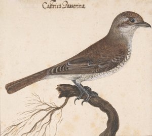 Castrica Passerina de Vincenzo Leonardi