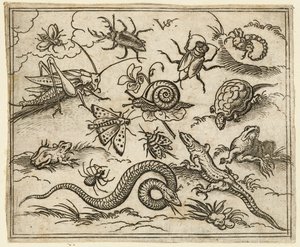 Grupo de insectos y reptiles en suelo llano con rocas, incluyendo una iguana, un lagarto, 1557
