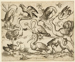 Avestruz en el lado izquierdo con nueve aves más, incluyendo una garza y un pelícano..., después de 1557 de Virgil Solis