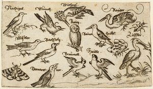 Doce tipos de aves, incluyendo un búho y un pelícano, etiquetados individualmente y posicionados...