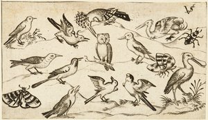 Doce tipos de aves, incluyendo un búho y un pelícano, etiquetados individualmente