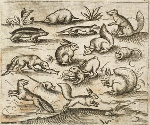 Grupo de pequeñas criaturas del bosque comiendo y corriendo alrededor de un estanque, incluyendo un ratón, un conejo, una ardilla, un mapache, una marmota, un hurón, una marta y un tejón, del Álbum I de Impresiones Ornamentales Douce
