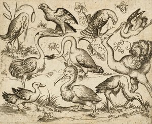 Avestruz a la izquierda con otras nueve aves, entre ellas una garza y un pelícano, representadas sobre un fondo mínimo con manchas de follaje alrededor de algunas de las aves, de Douce Ornament Prints Album I, después de 1557 (grabado y aguafuerte sobre pa de Virgilius the elder (after) Solis