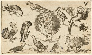 Pavo real en el centro rodeado de otros nueve pájaros, entre ellos un pavo, y una mariposa sobre un suelo mínimo con una pequeña parcela de hierba, del Álbum I de Impresiones Ornamentales Douce de Virgilius the elder (after) Solis
