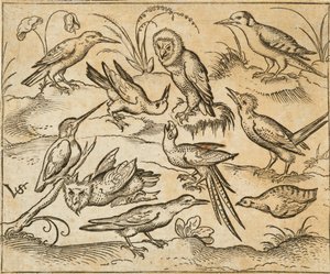 Diez pájaros sentados en ramas y parches de hierba, incluyendo dos búhos y un pájaro con largas plumas en la cola piando con la cabeza hacia atrás en el centro, de Douce Ornament Prints Album I de Virgilius the elder (after) Solis