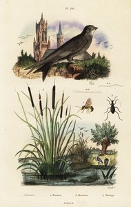 Vencejo alpino, enea, escarabajo y avispa.,1834-1839 (grabado) de Vittore Pedretti