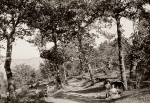 Paseo por el bosque de Vittorio Alinari