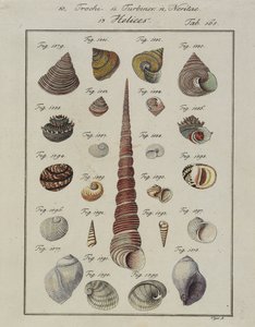 Conchas marinas: Trochi, Turbines, Neritae Helices, de Neues Systematisches Conchylien-Cabinet, 1784 de Vogel