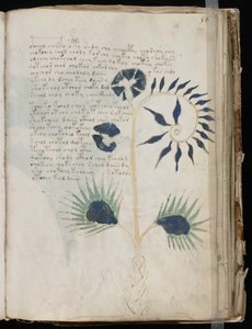 Esta página del manuscrito Voynich podría mostrar una de las ilustraciones más antiguas de una Drosera de Voynich manuscript