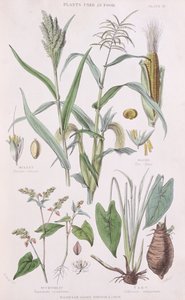 Mijo, Maíz, Alforfón y Taro, ilustración de Una Historia del Reino Vegetal por William Rhind 1797-1874, 1872 de W.H. Fitch