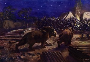 Leones merodeando fuera de un campamento de trabajadores por la noche durante la construcción del ferrocarril de Uganda (litografía en color) de W.R.S. (after) Stott