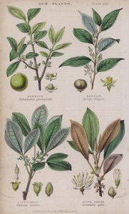 Gamboge; Benjuí; Caucho; Gutta Percha de W. Fitch