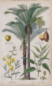 Palma gommuta; Palma passava; Cáñamo sunn; Yute de W. Fitch