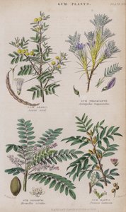 Goma arábiga; Goma tragacanto; Goma olíbano; Goma mástique de W. Fitch
