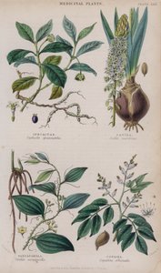 Ipecacuana; escila; zarzaparrilla; copaiba