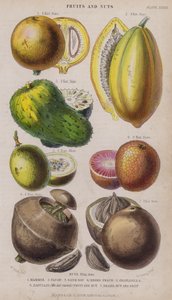 Mammee; Papaya; Guanábana; Melocotón Negro; Granadilla; Zabucajo (la tapa levantada) Fruta y Nuez; Nuez de Brasil y Fruta de W. Fitch